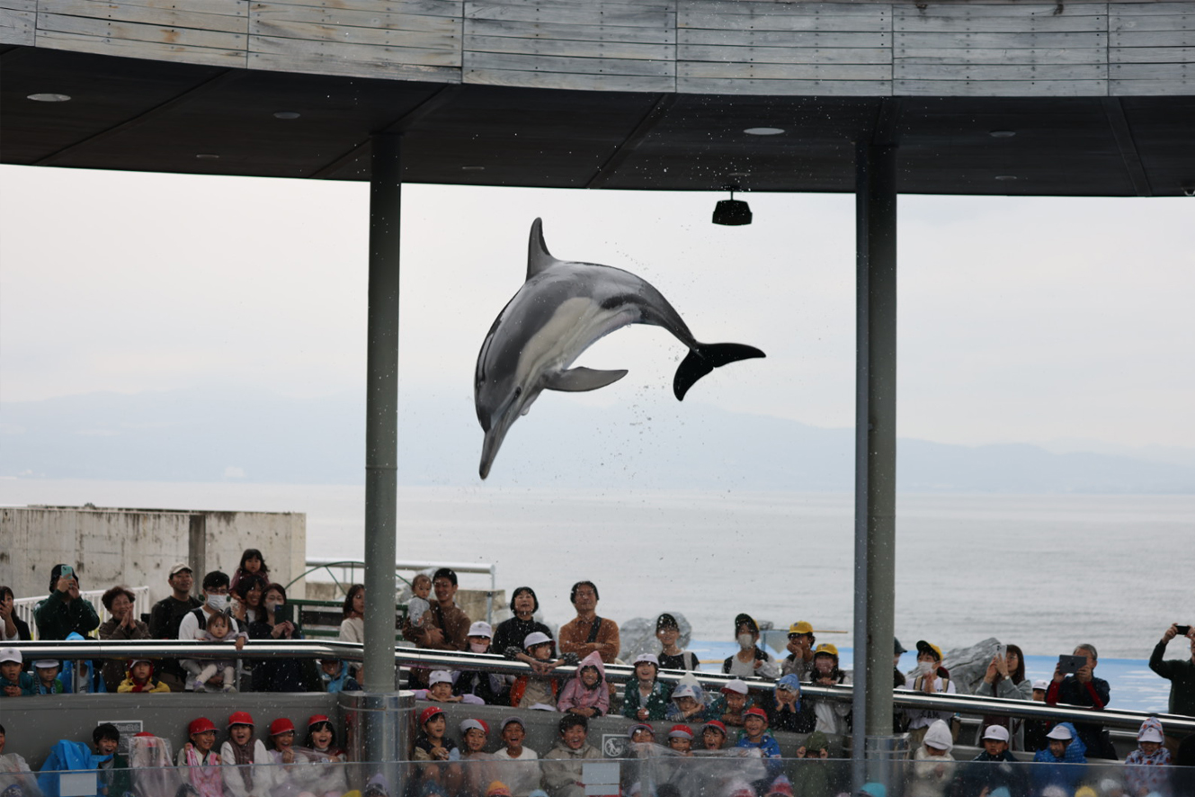 フィールドワーク:うみたまご