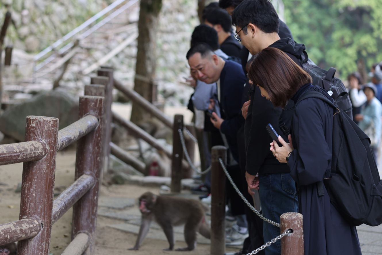 フィールドワーク:高崎山